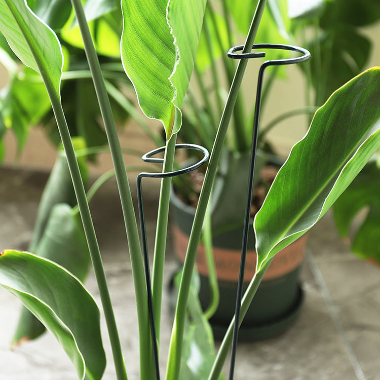 Multi-dimensional Plants Support Stick